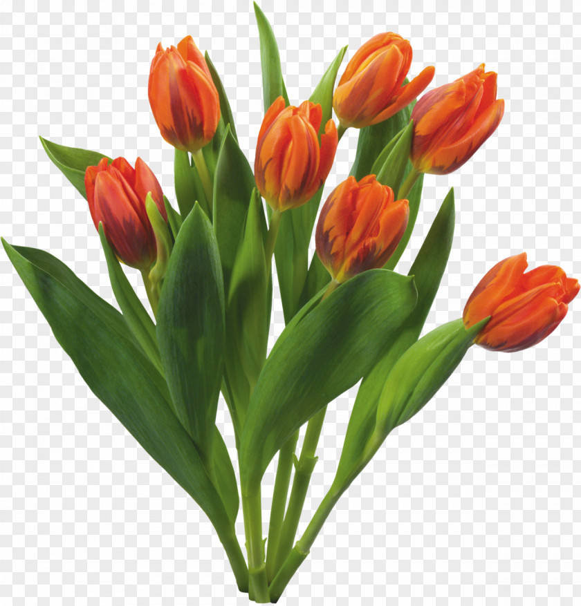 Tulip Flower Bouquet Desktop Wallpaper PNG