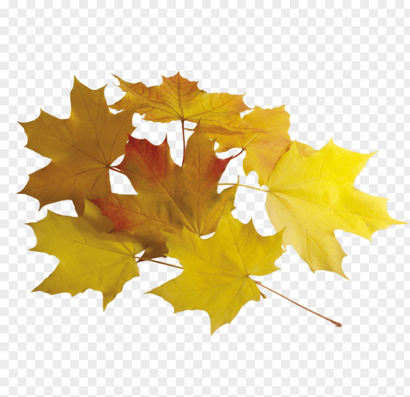 Yellow Maple Leaves Leaf Clip Art PNG