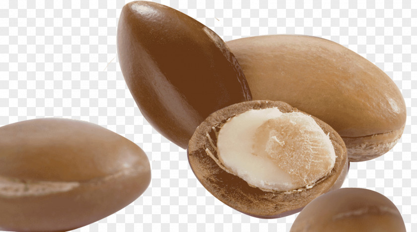 Argan Morocco Oil Nut PNG