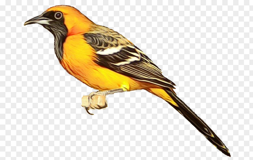 Atlantic Canary Bird Beak Old World Oriole Songbird Finch PNG