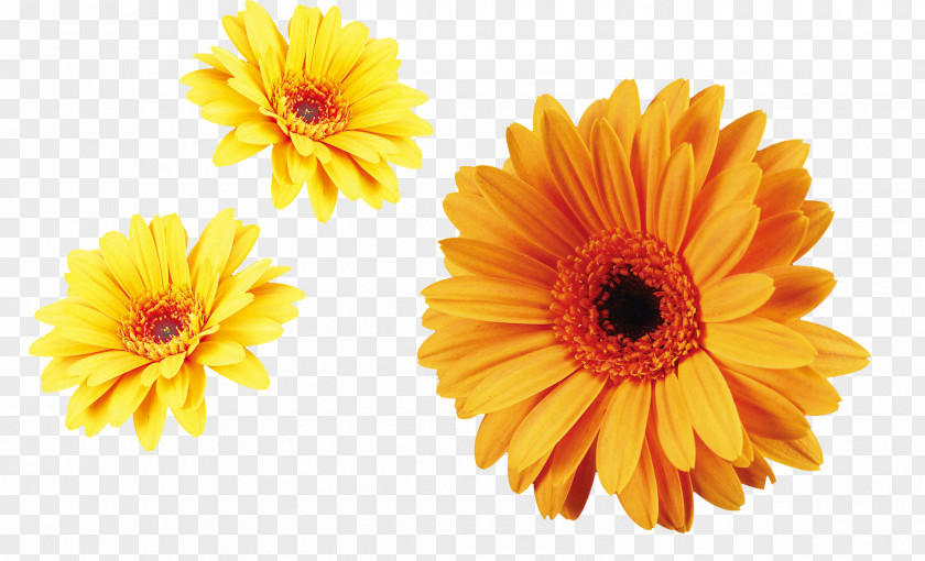 Yellow Chrysanthemum Decoration Material Flower Carnation Xd7grandiflorum Transvaal Daisy Plant PNG