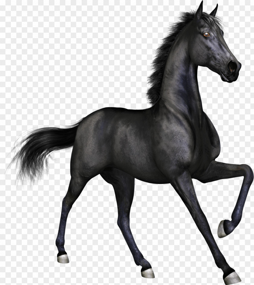 Black Race Horse PNG Horse, black horse clipart PNG