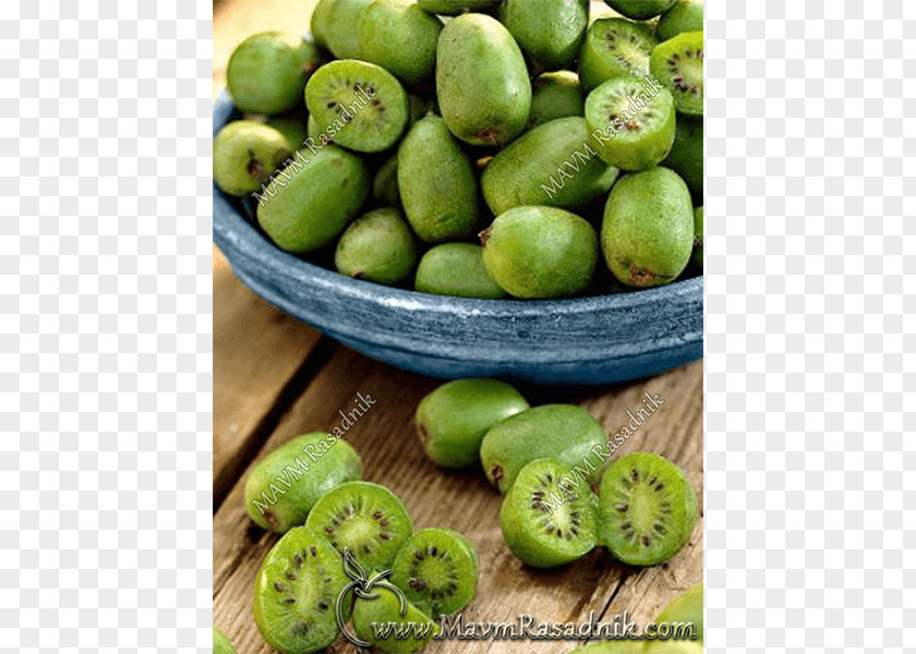 Walnut Hardy Kiwi Actinidia Deliciosa Kiwifruit Chinensis PNG