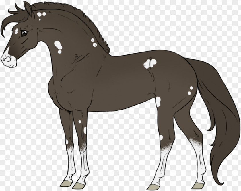 Bohemia F Horse Foal Pony Stallion Colt PNG
