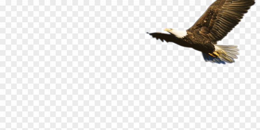 Eagle Bald Fauna Beak Wildlife PNG