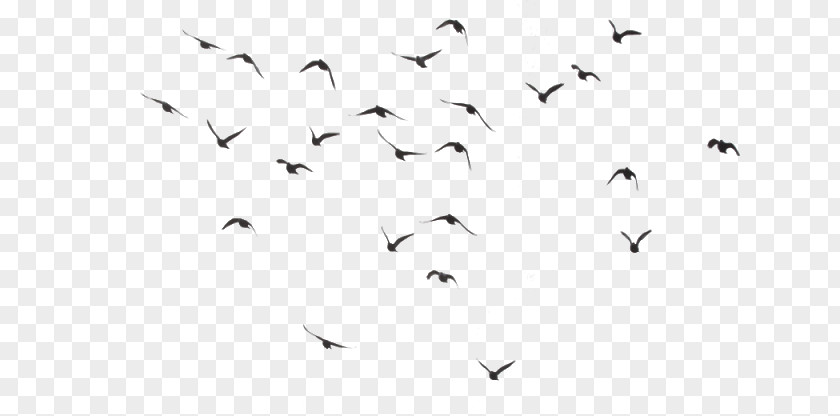 Flock Birds Bird Clip Art PNG