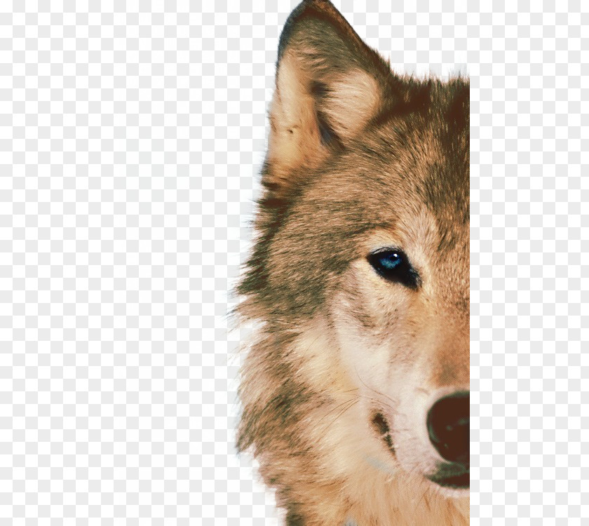 Half Face Design Elements To Pull The Wolf Free Siberian Husky Arctic African Wild Dog Animal Blue PNG