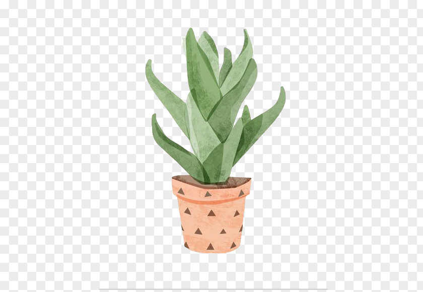 Hand-painted Aloe Vera Watercolor Painting Cactaceae Illustration PNG