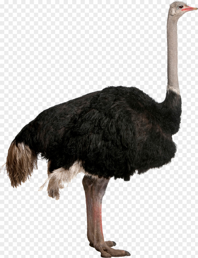 Ostrich Common Bird Stock Photography PNG