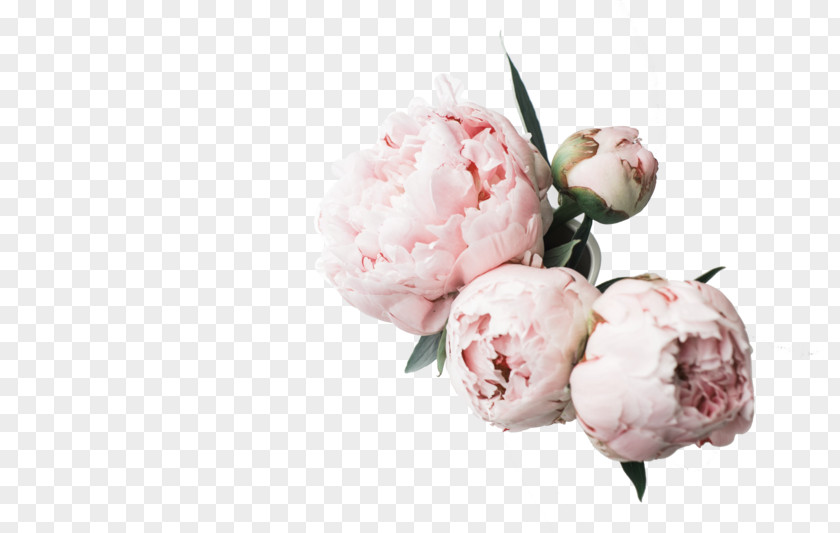 Peonies Desktop Wallpaper Peony High-definition Television Computer PNG