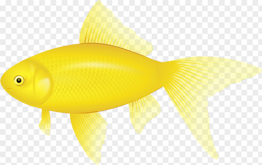 Bonyfish Goldfish Fish Yellow Fin PNG