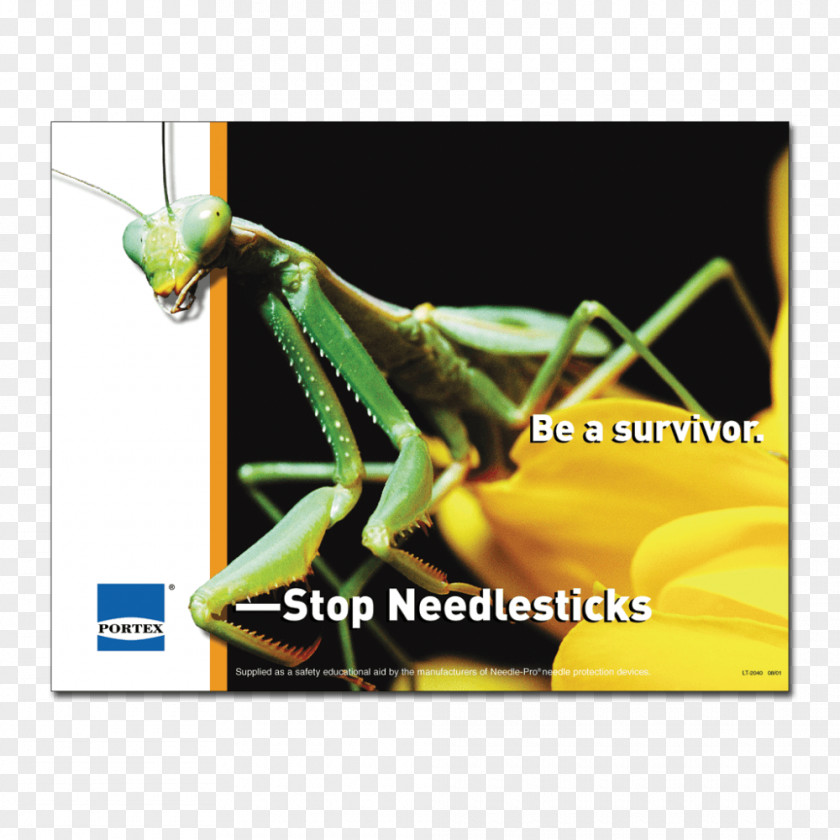 Creative Posters Insect Mantis Grasshopper Phasmids Blog PNG