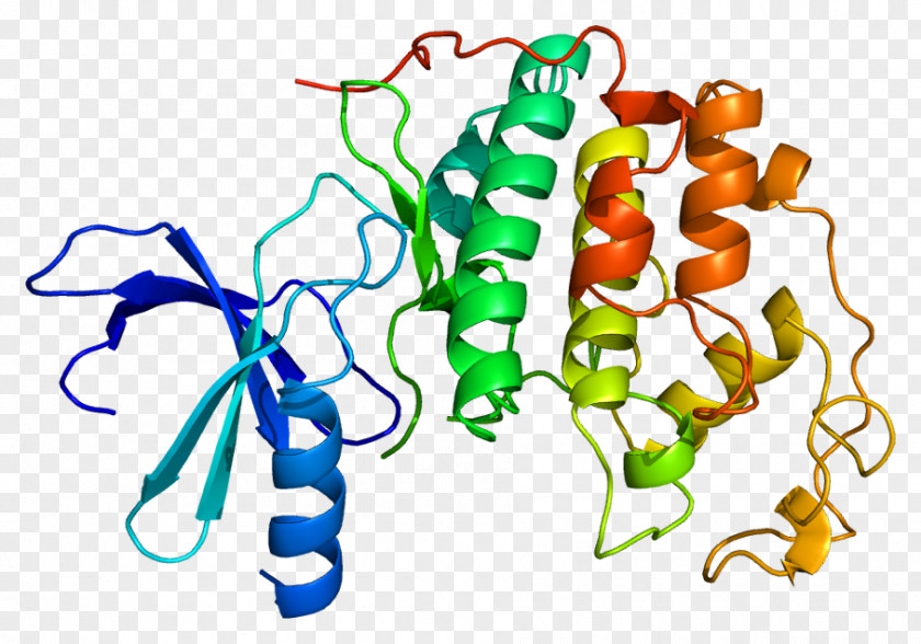Cyclin-dependent Kinase 2 Protein PNG