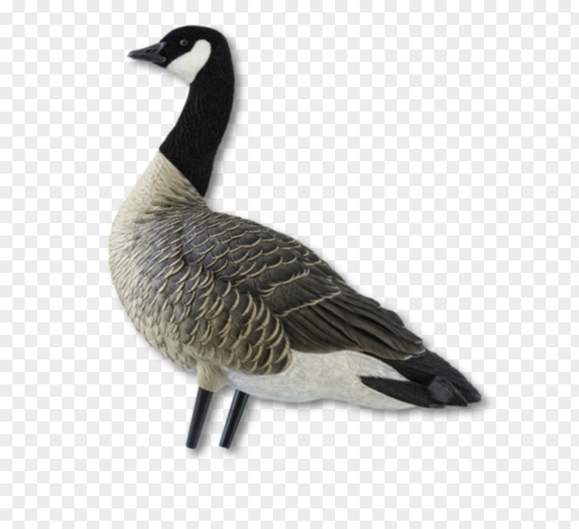Goose Greylag Duck Canada Bird PNG