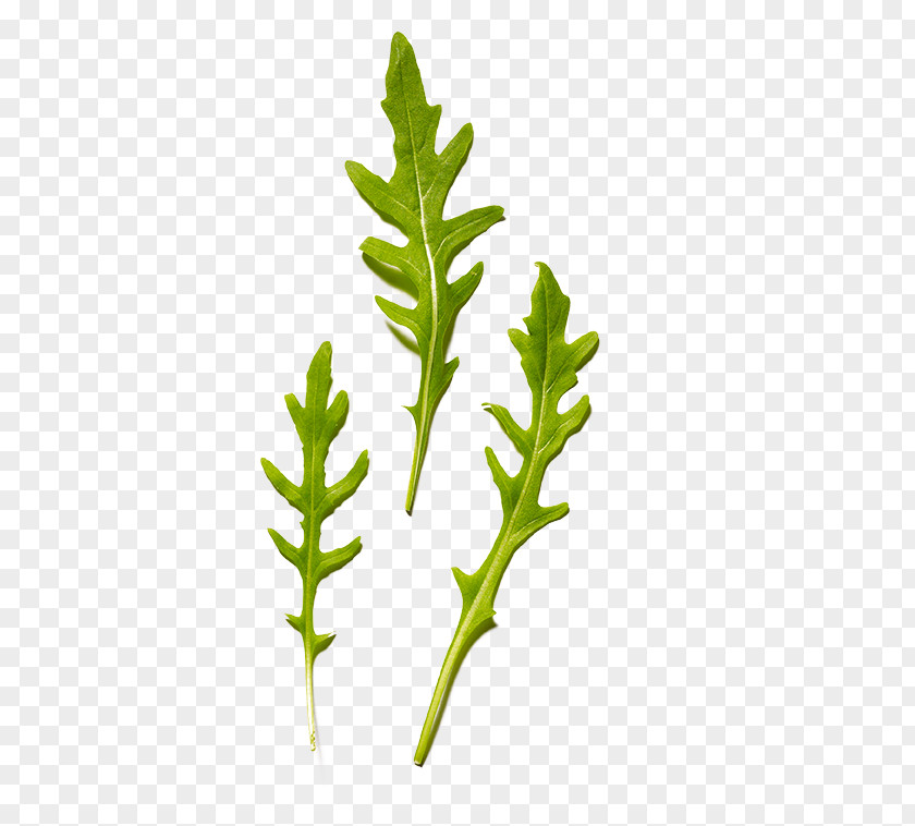Leaf Twig Vegetable Herb Plant Stem PNG