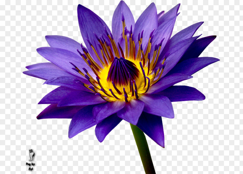 Lie Purple Flower Petal Blue Pollen PNG