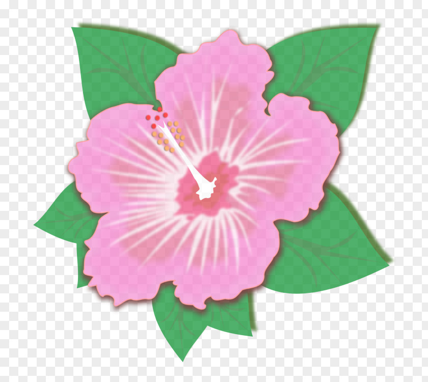 Morning Glory Violet Pink Flower Hibiscus Hawaiian Petal PNG