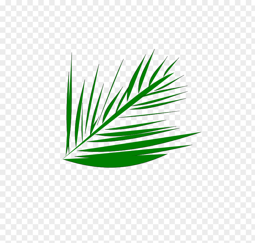 Palm Fronds Clip Art PNG