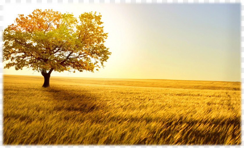 Wheat Desktop Wallpaper Afternoon Display Resolution High-definition Television PNG