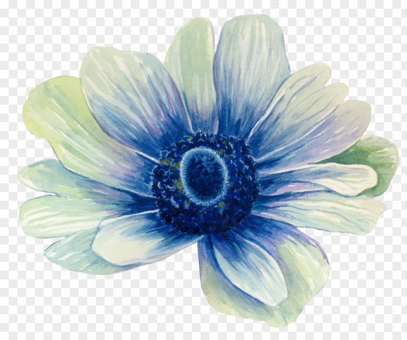 African Daisy Plant Family PNG