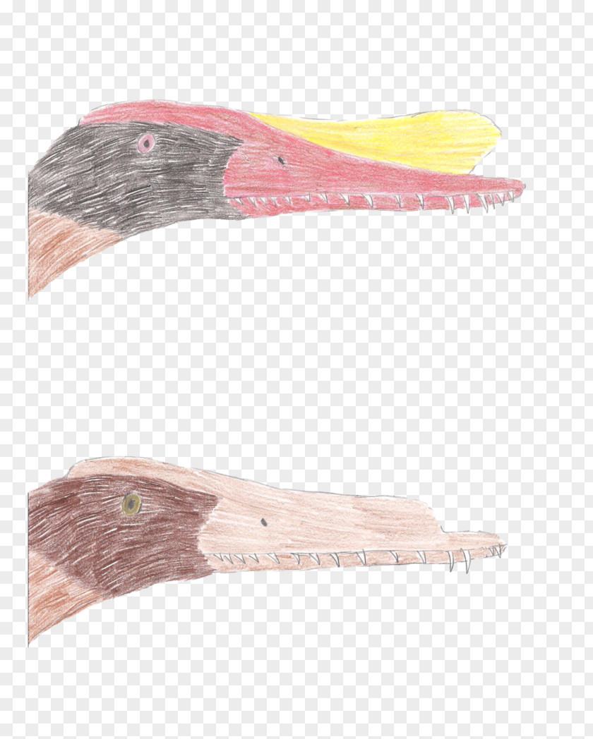 Bird Saurornithoides Hamipterus Dinosaur Pterosaurs PNG