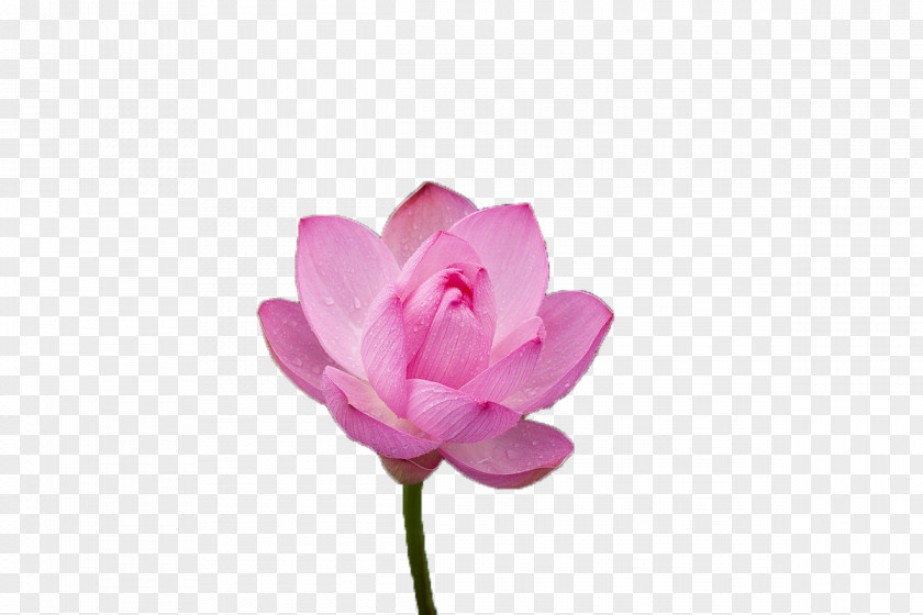 Blooming Pink Lotus Nelumbo Nucifera Color PNG