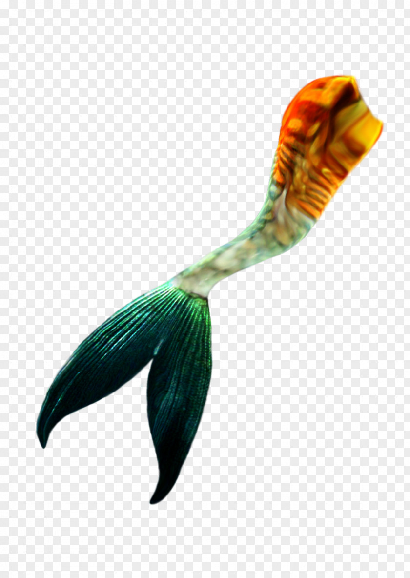 Mermaid Feather Tail Beak Organism PNG