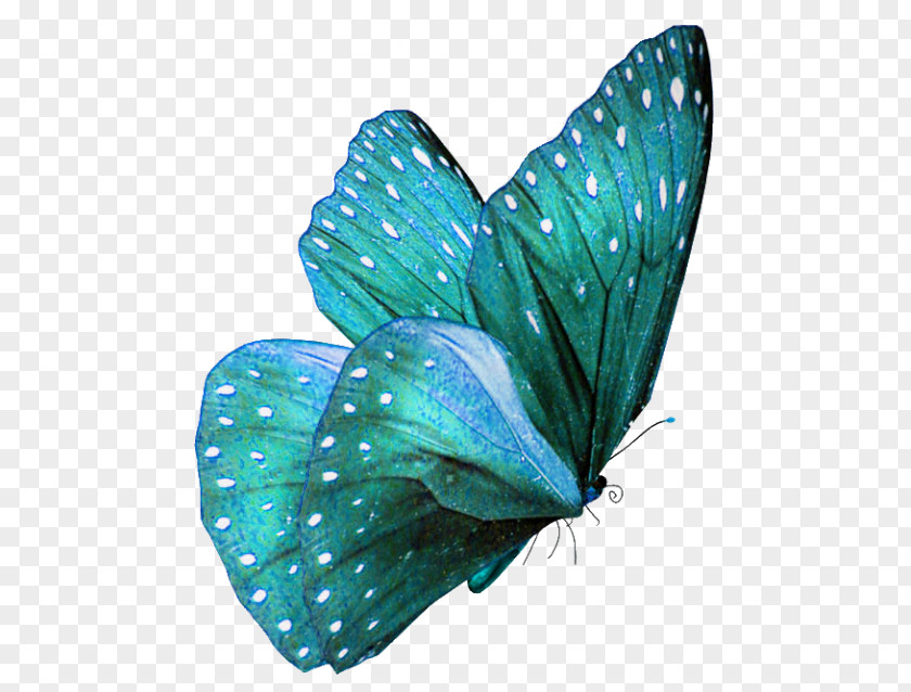Watercolor Butterfly Teal Turquoise Color Morpho PNG