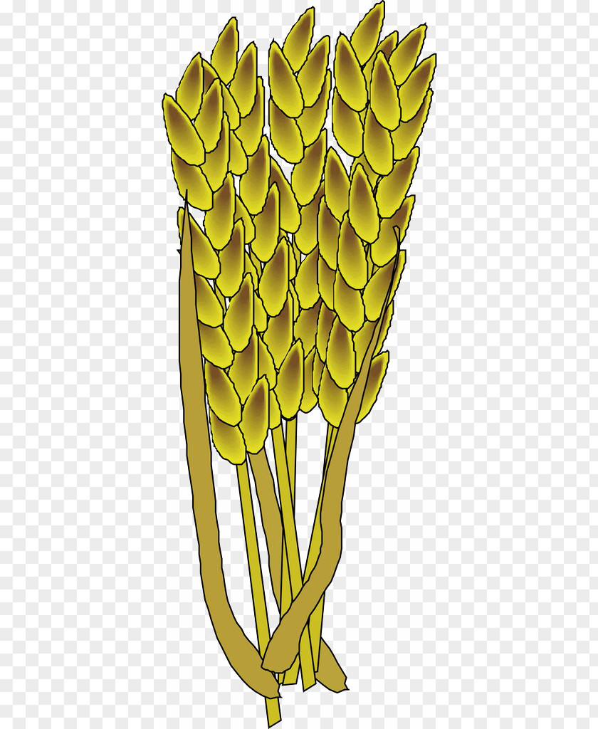 Wheat Euclidean Vector PNG