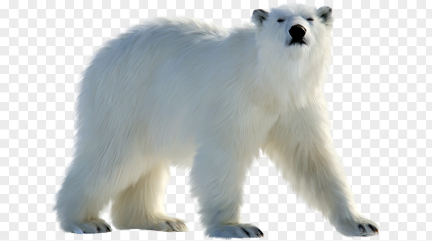 Adaptation Snout Polar Bear Animal Figure PNG