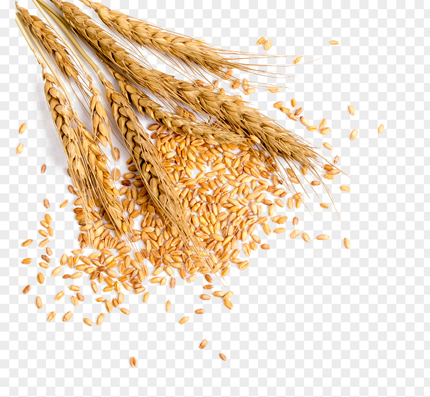 Full Of Wheat Grauds Bread PNG