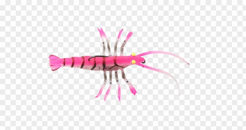 Insect Decapoda Pink M Finger PNG