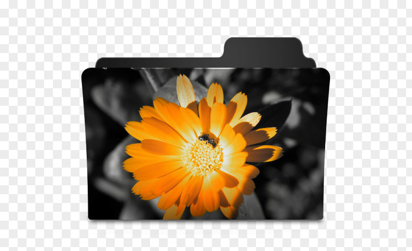 Orange Flower Desktop Wallpaper High-definition Television PNG