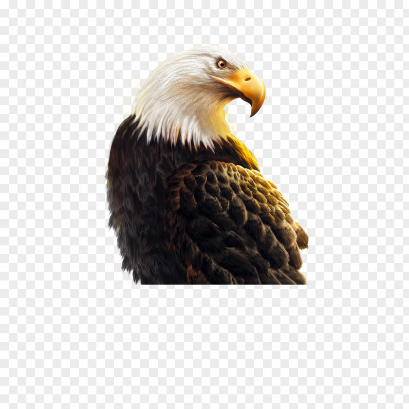 Owl Shandong Business Eagle Icon PNG