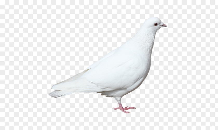 Bird Stock Dove Pigeons And Doves Domestic Pigeon Image PNG