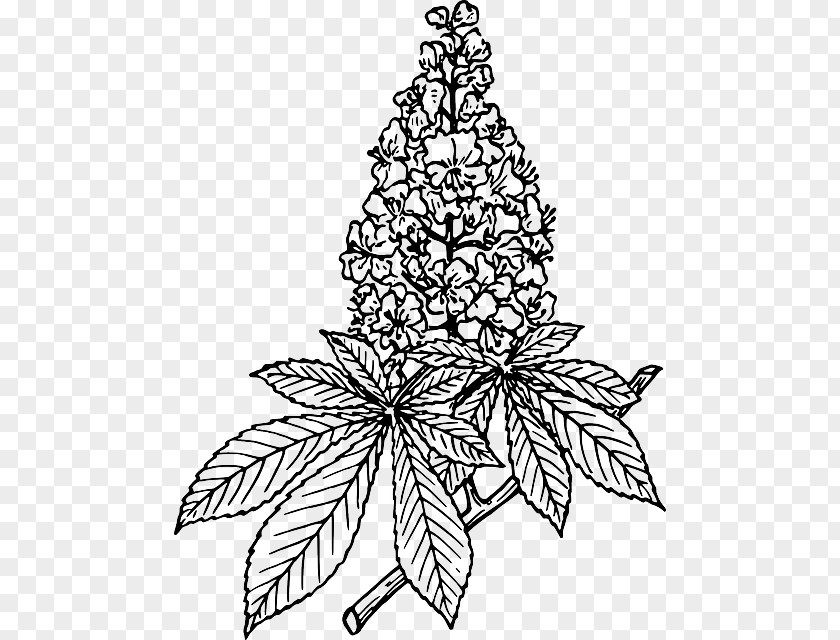 Branch Coloring Page European Horse-chestnut Clip Art Image Sweet Chestnut PNG