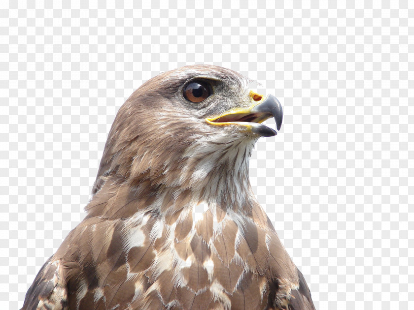 Eagle Business Bird Of Prey Common Buzzard Bald Owl PNG