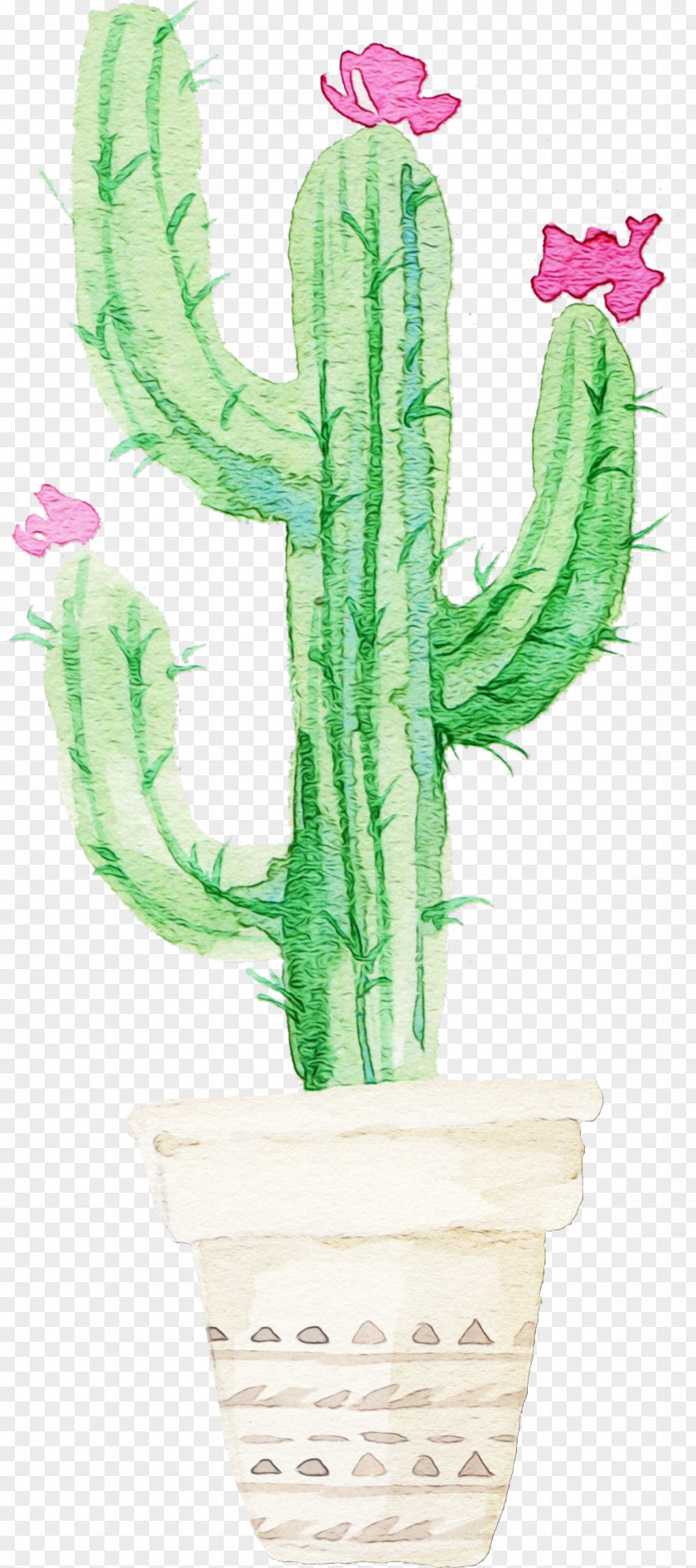 Houseplant Terrestrial Plant Cactus PNG