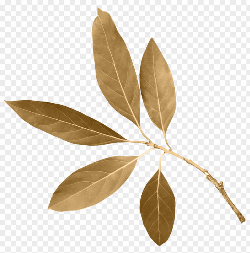 Leaf Image Download Clip Art PNG