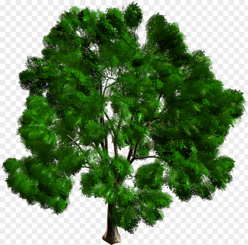Leaf Pine Fir Evergreen Biome PNG