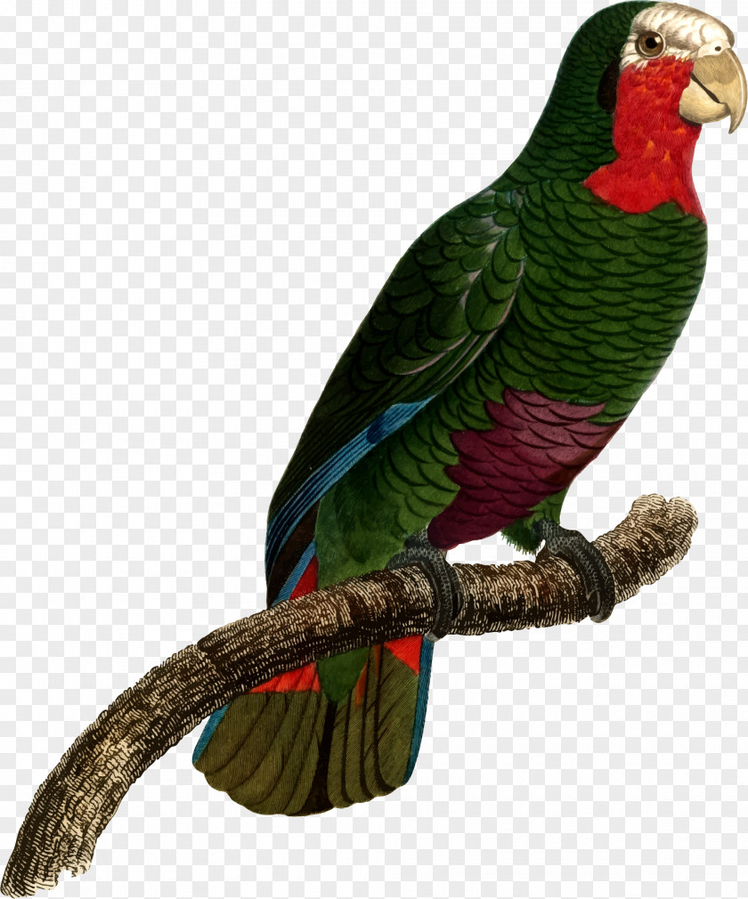 Macaw Parakeet Beak Clip Art PNG