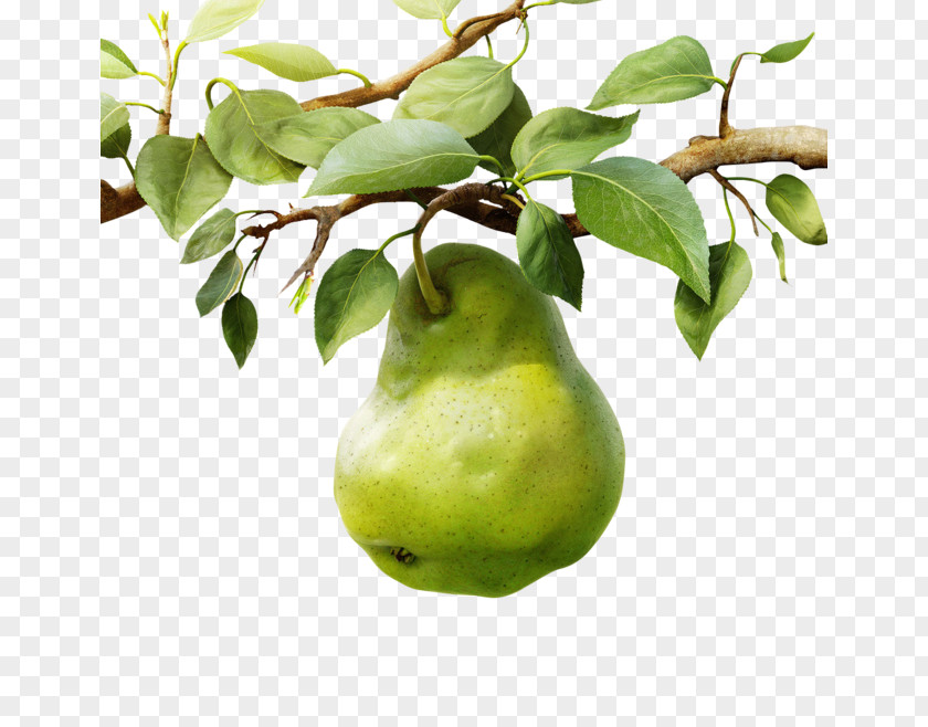 Pear Fruit Dietary Supplement B Vitamins Food PNG