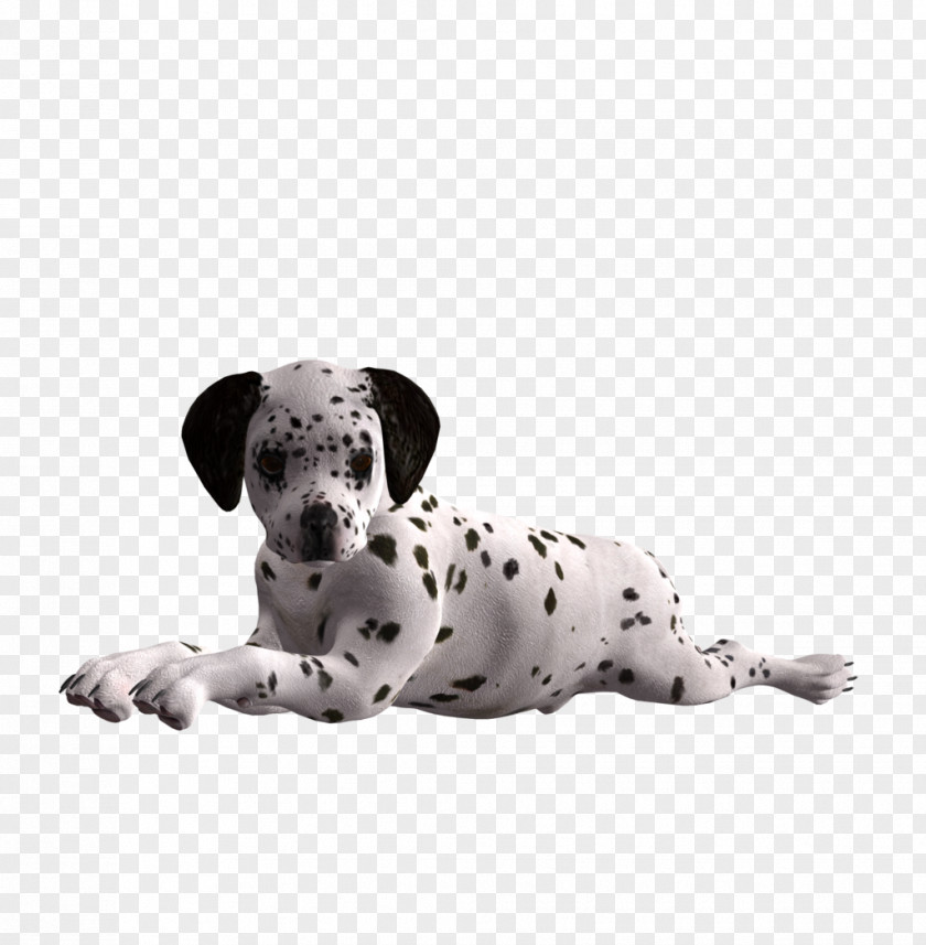 Puppy Dalmatian Dog Breed Companion Non-sporting Group PNG