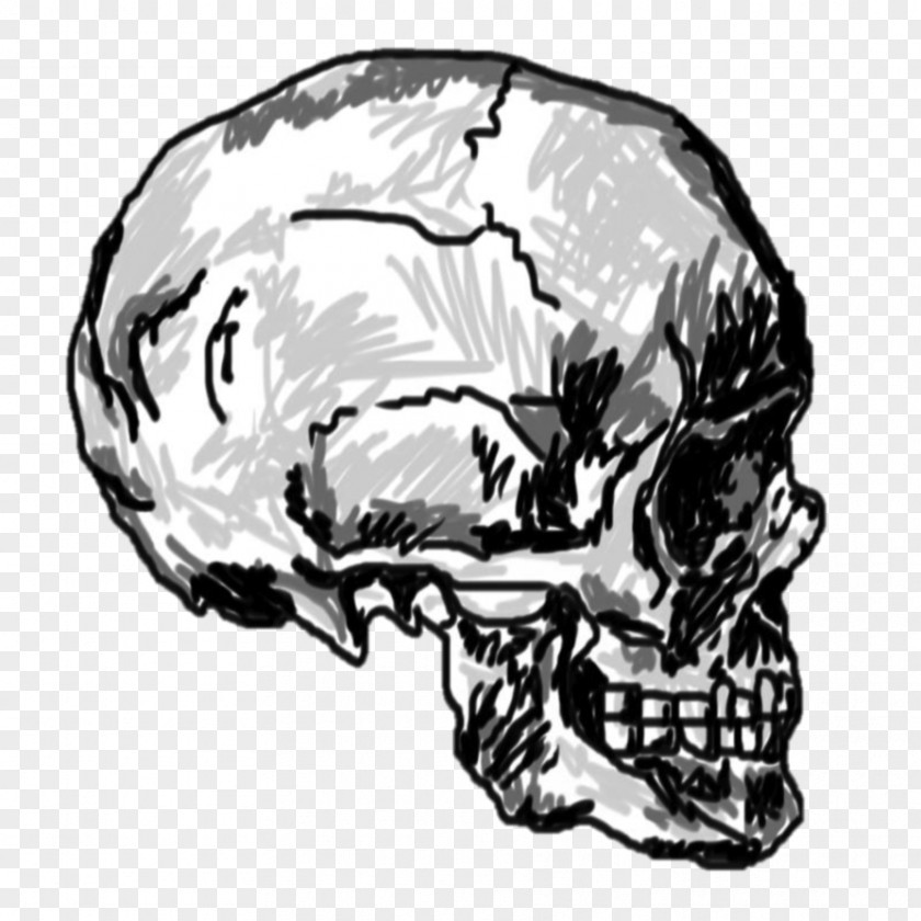 Skulls Skull Drawing Calavera Skeleton PNG