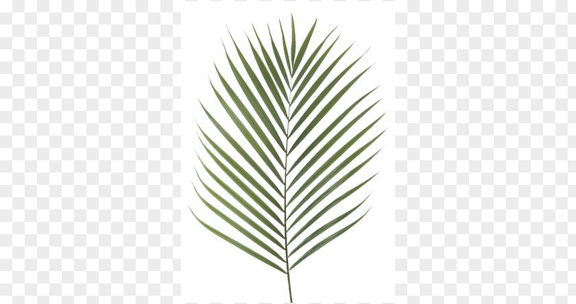 Areca Palm Canary Island Date Branch Artificial Flower Leaf Chamaerops PNG