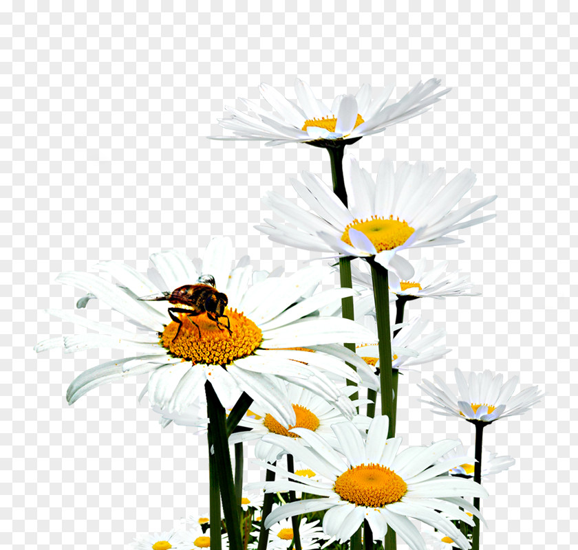 Chrysanthemum Oxeye Daisy Honey Bee Floral Design PNG