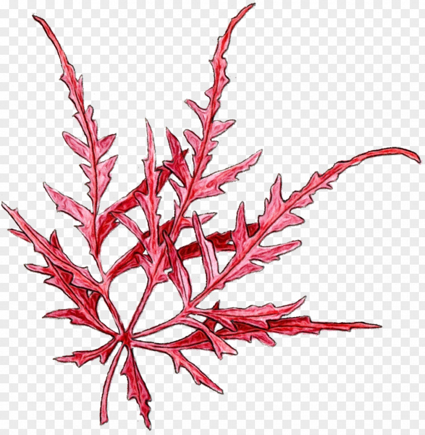 Plant Red Watercolor Flower Background PNG