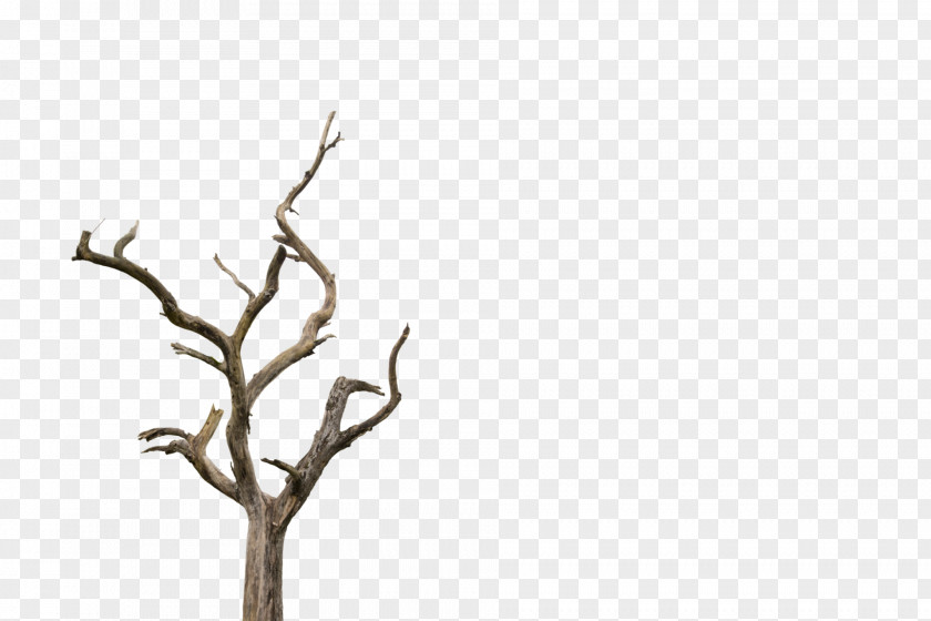 Somalian House Tree Clip Art Branch Trunk PNG