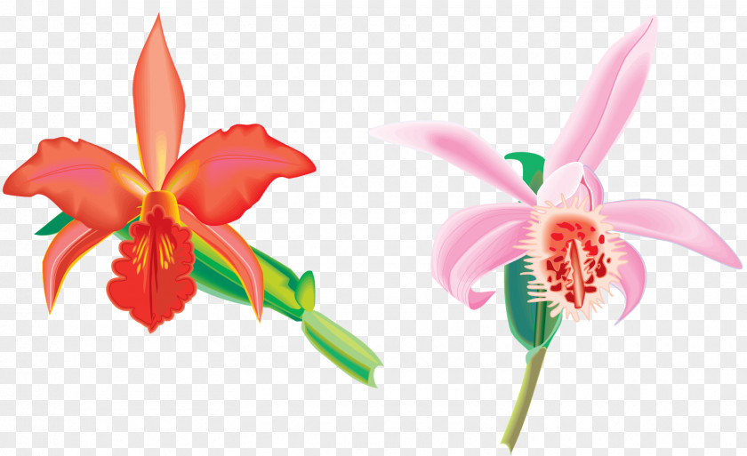 Jasmine Flower Animation Drawing Clip Art PNG