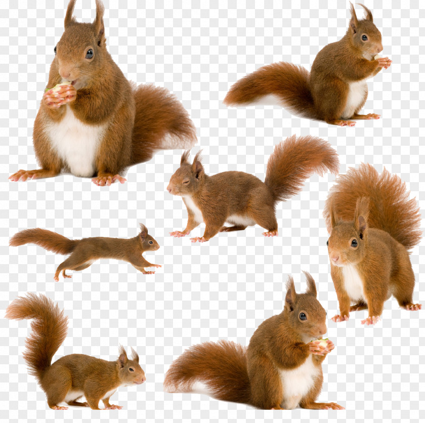 Creative Squirrel Tree Squirrels Red Animal PNG